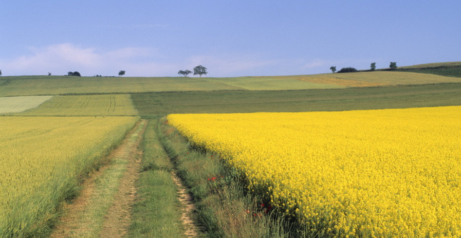 cultures-blé-colza