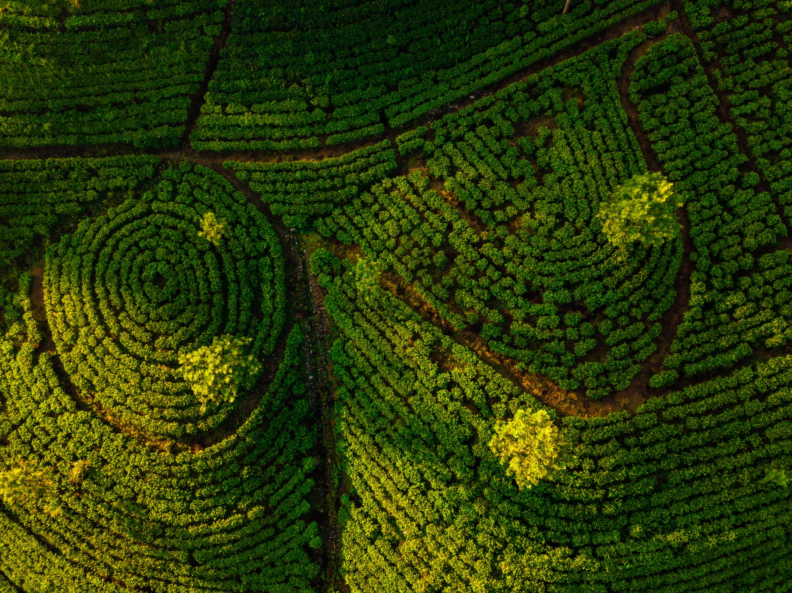 Tea plantation in Nuwara Eliya at sunrise, Sri Lanka. Aerial view