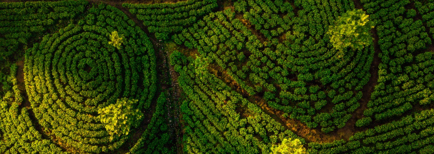 Tea plantation in Nuwara Eliya at sunrise, Sri Lanka. Aerial view